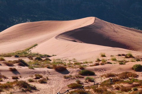 Plantas en el desierto